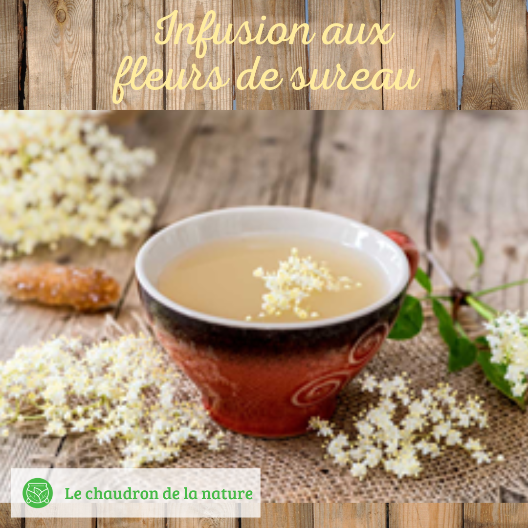 Infusion Aux Fleurs De Sureau Le Chaudron De La Nature