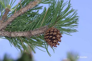 Pinus Mugho turra