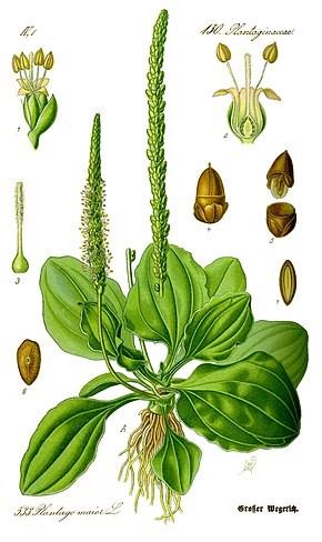 illustration plantain