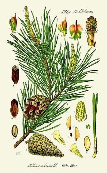 illustration pin sylvestre