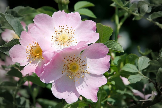 églantier fleurs