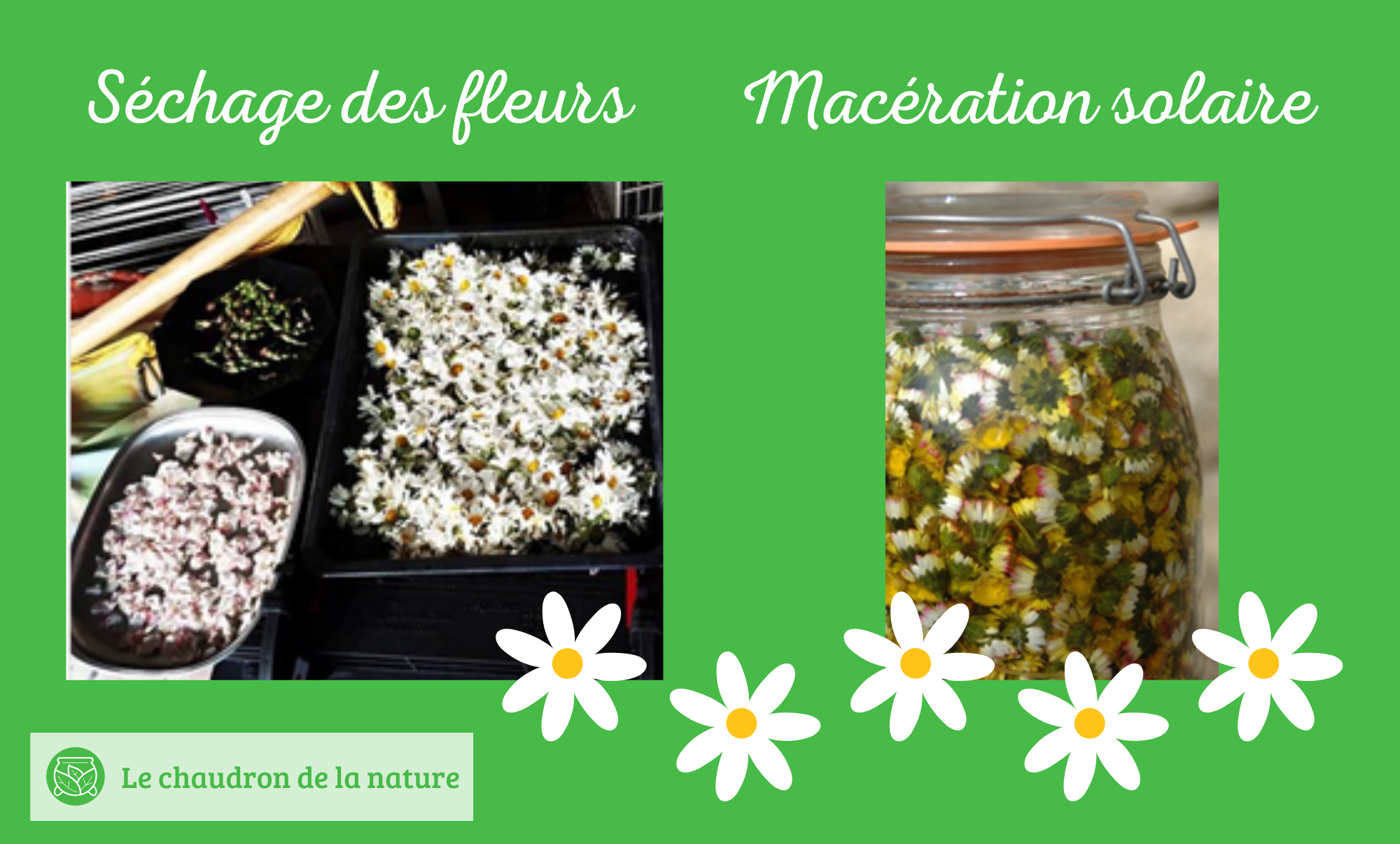 Séchage de fleurs de paquerettes