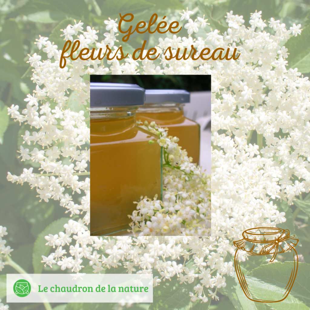 Gelée de fleurs de sureau