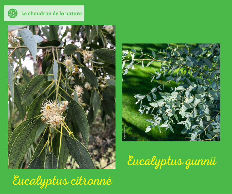 eucalyptus cuisine