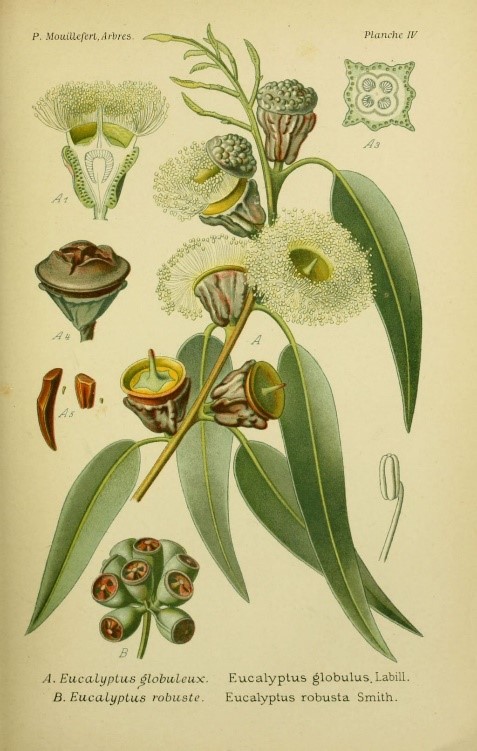 illustration eucalyptus